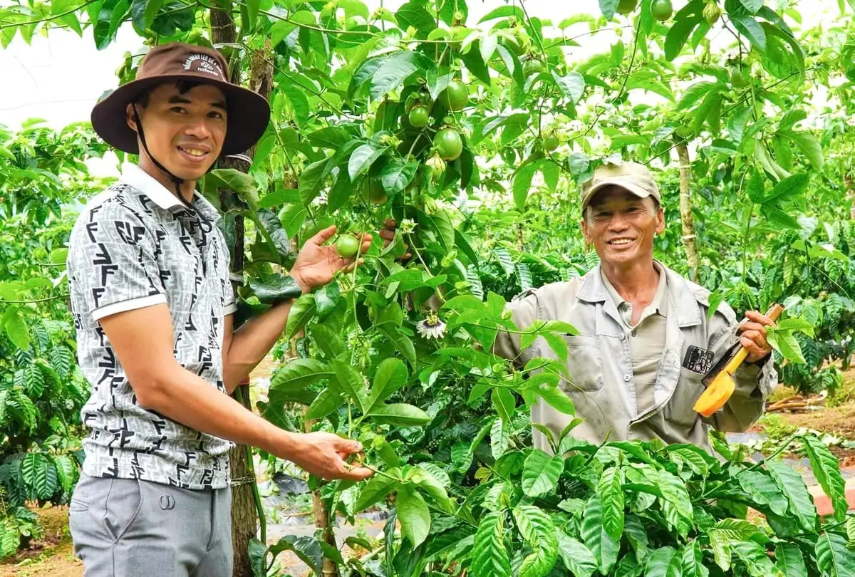 Phát triển vùng nguyên liệu bền vững các nông sản chủ lực