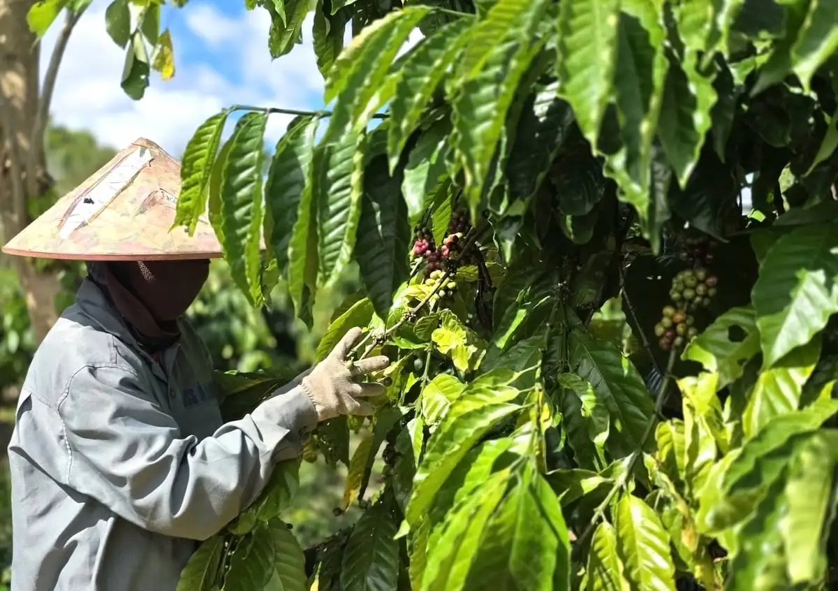 Phát triển vùng nguyên liệu bền vững các nông sản chủ lực