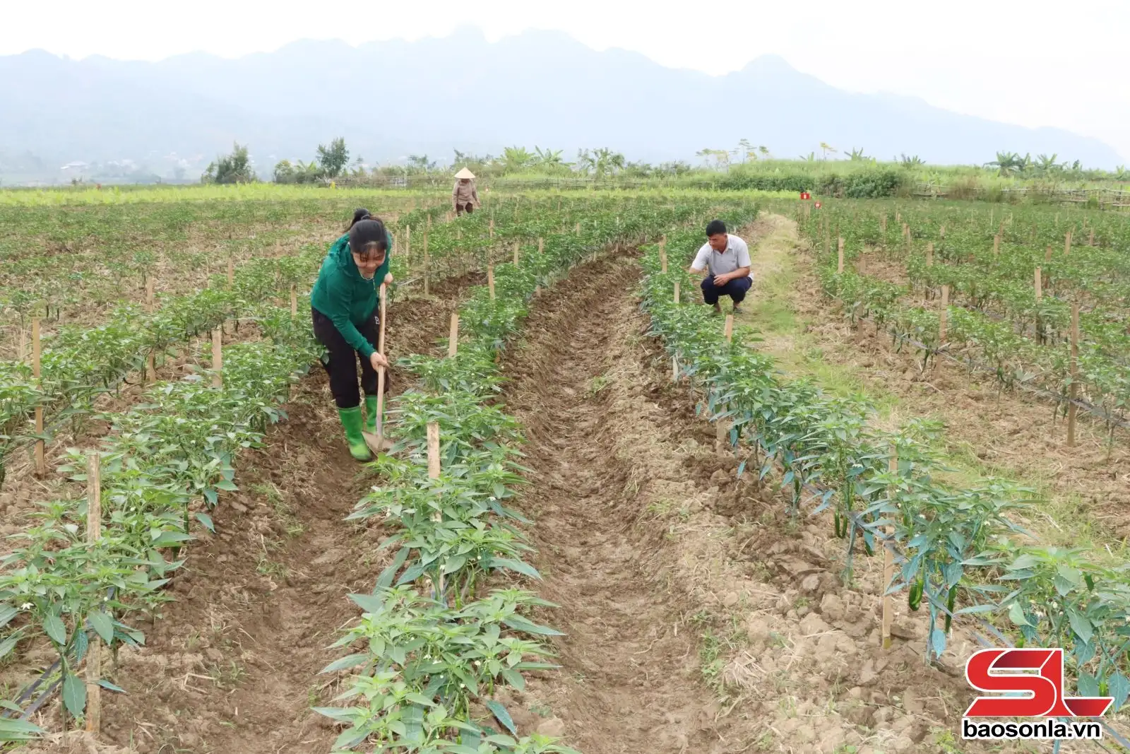 Phát triển vùng sản xuất nông nghiệp tập trung