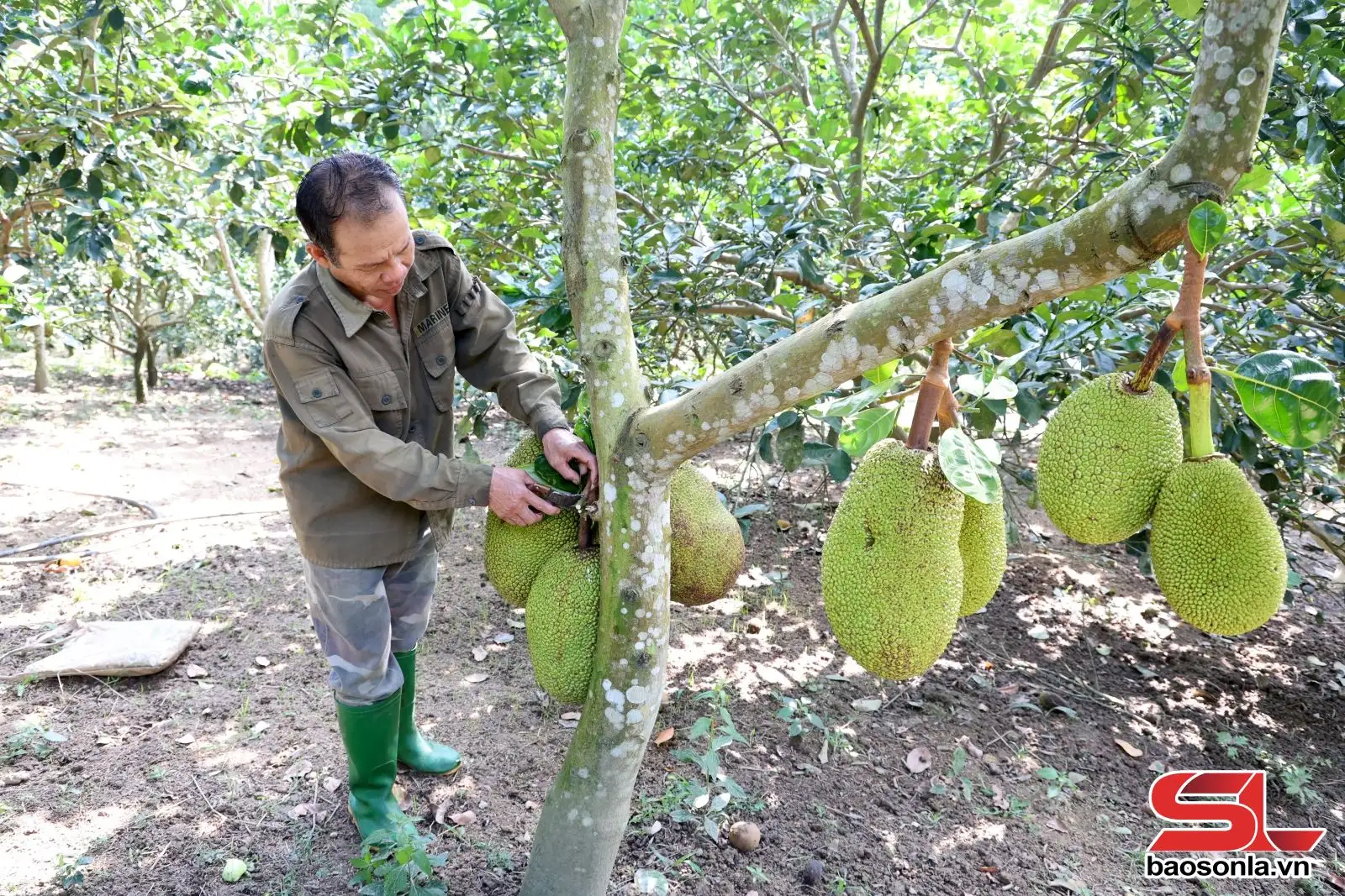 Phát triển vùng sản xuất nông nghiệp tập trung