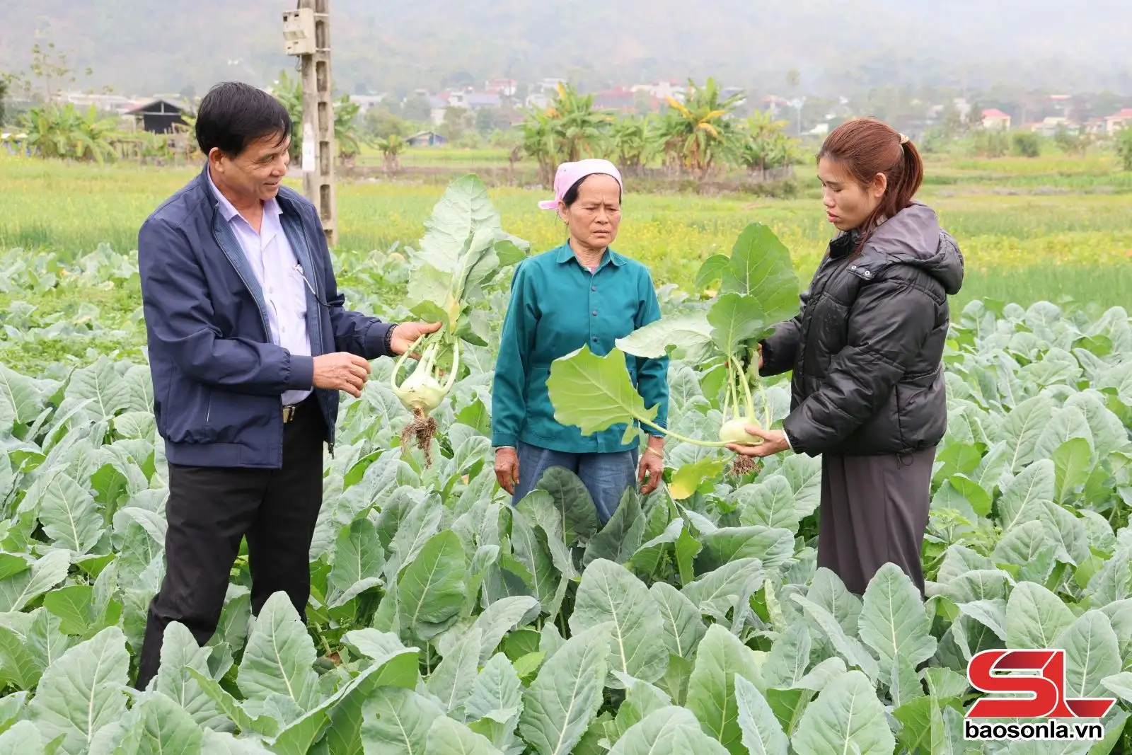 Phát triển vùng sản xuất nông nghiệp tập trung