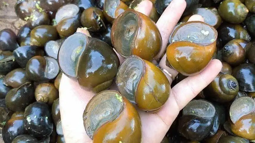 Phú Thọ: Chuyện người phụ nữ Mường “bỏ phố, về rừng” đưa ốc nhồi vào ống nứa, kiến tạo sinh kế OCOP 3 sao