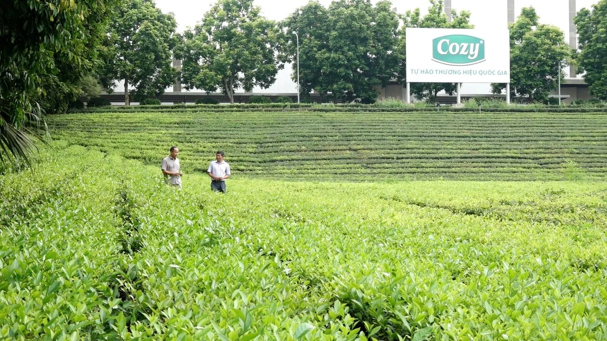 Phú Thọ với khát vọng nông nghiệp xanh, nông thôn phát triển, nông dân giàu có