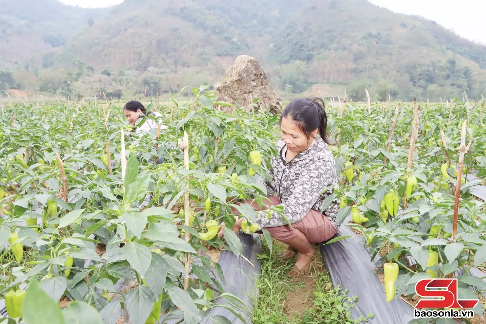 Phù Yên giữ chuẩn nông thôn mới