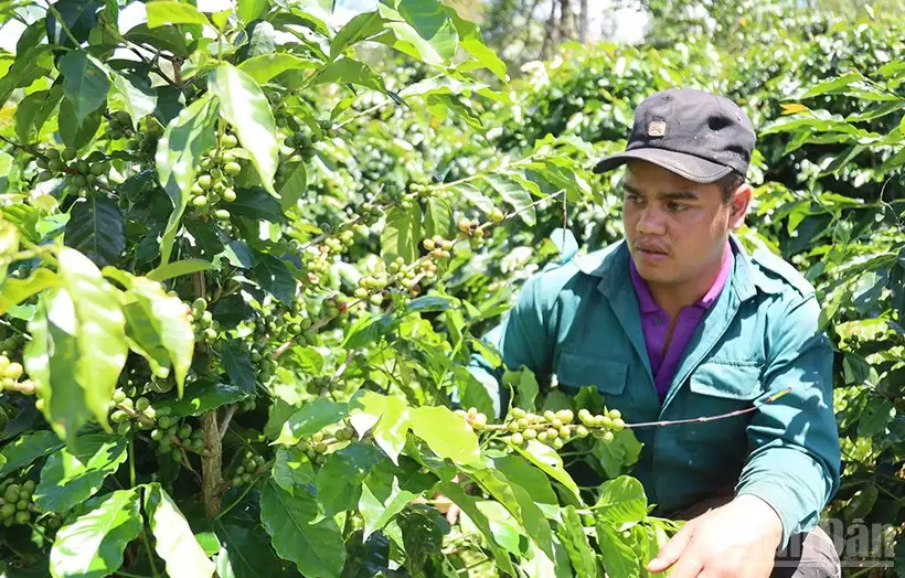 Quảng Ngãi: Phát triển các xã khu vực Măng Đen thành vùng du lịch sinh thái và nông nghiệp xứ lạnh