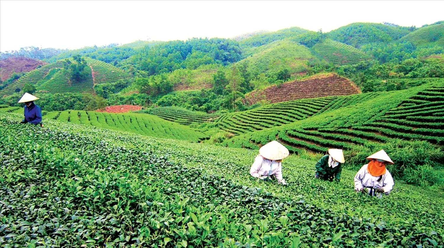 Quảng Ninh ghi dấu ấn vượt trội cho sản phẩm OCOP bản địa