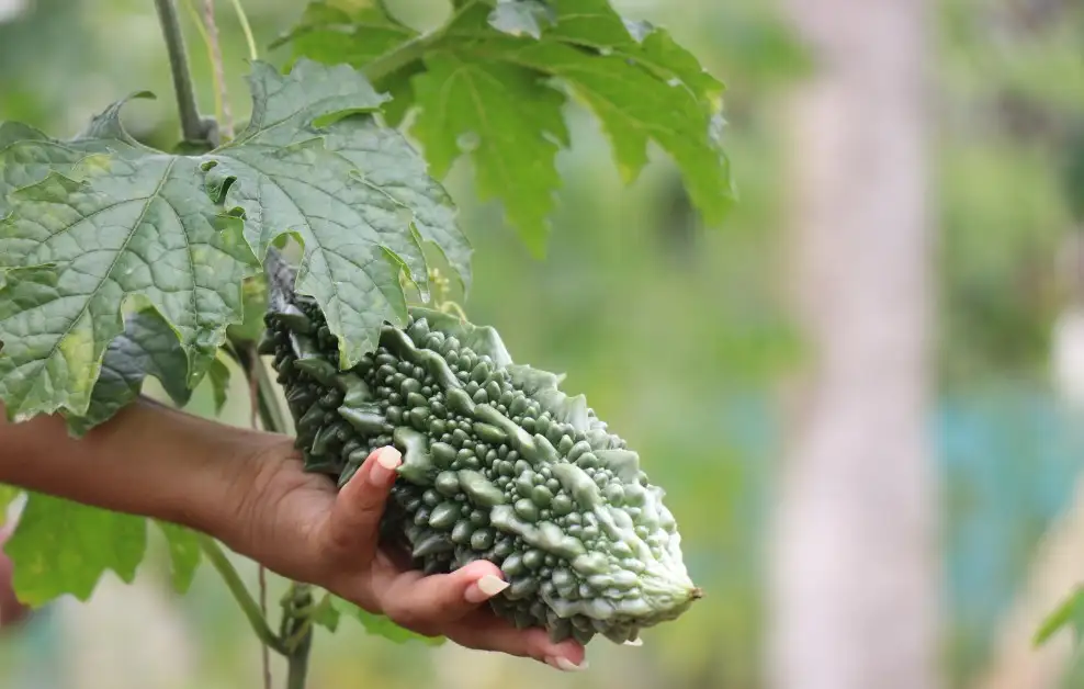 Rau Văn Đức: Hành trình nông nghiệp xanh giữa lòng Hà Nội