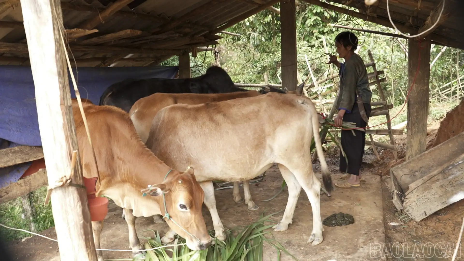 Sau những chương trình hỗ trợ, người dân sống ra sao?