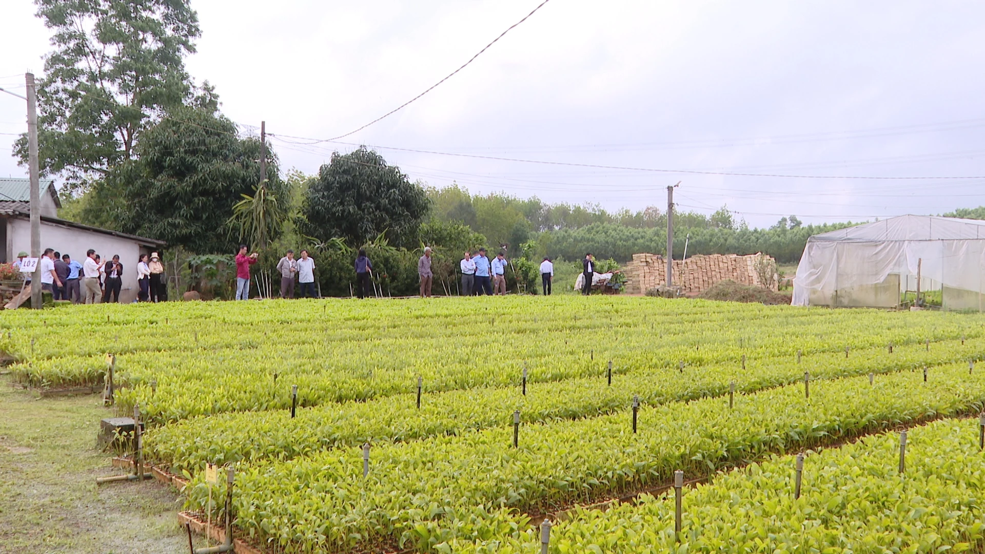 Số hóa nông nghiệp Quảng Trị: Từ mô hình ‘điểm’ đến hệ sinh thái bền vững