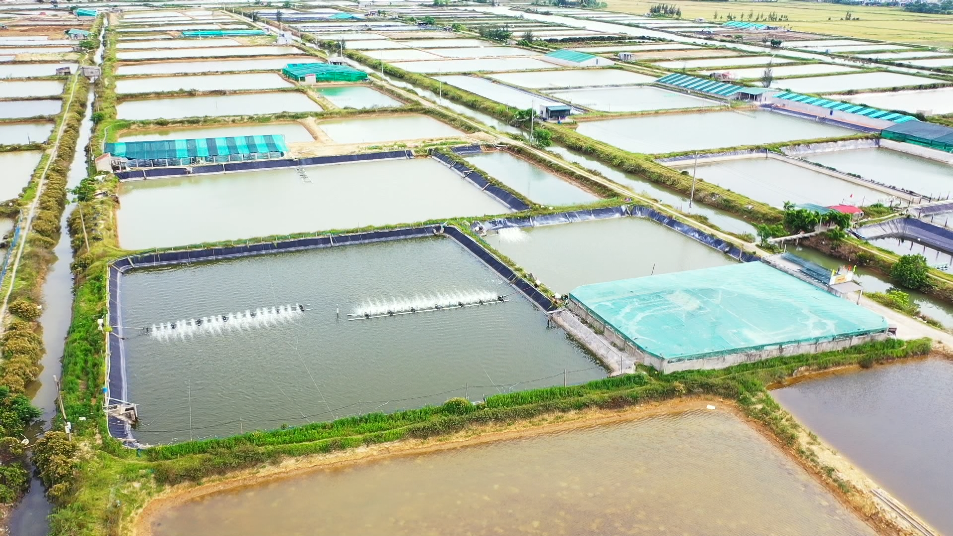 Số hóa nông nghiệp Quảng Trị: Từ mô hình ‘điểm’ đến hệ sinh thái bền vững