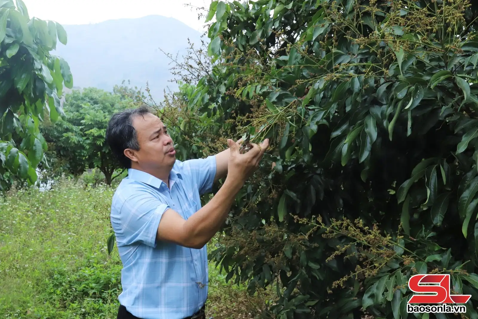 Sông Mã liên kết sản xuất theo chuỗi giá trị