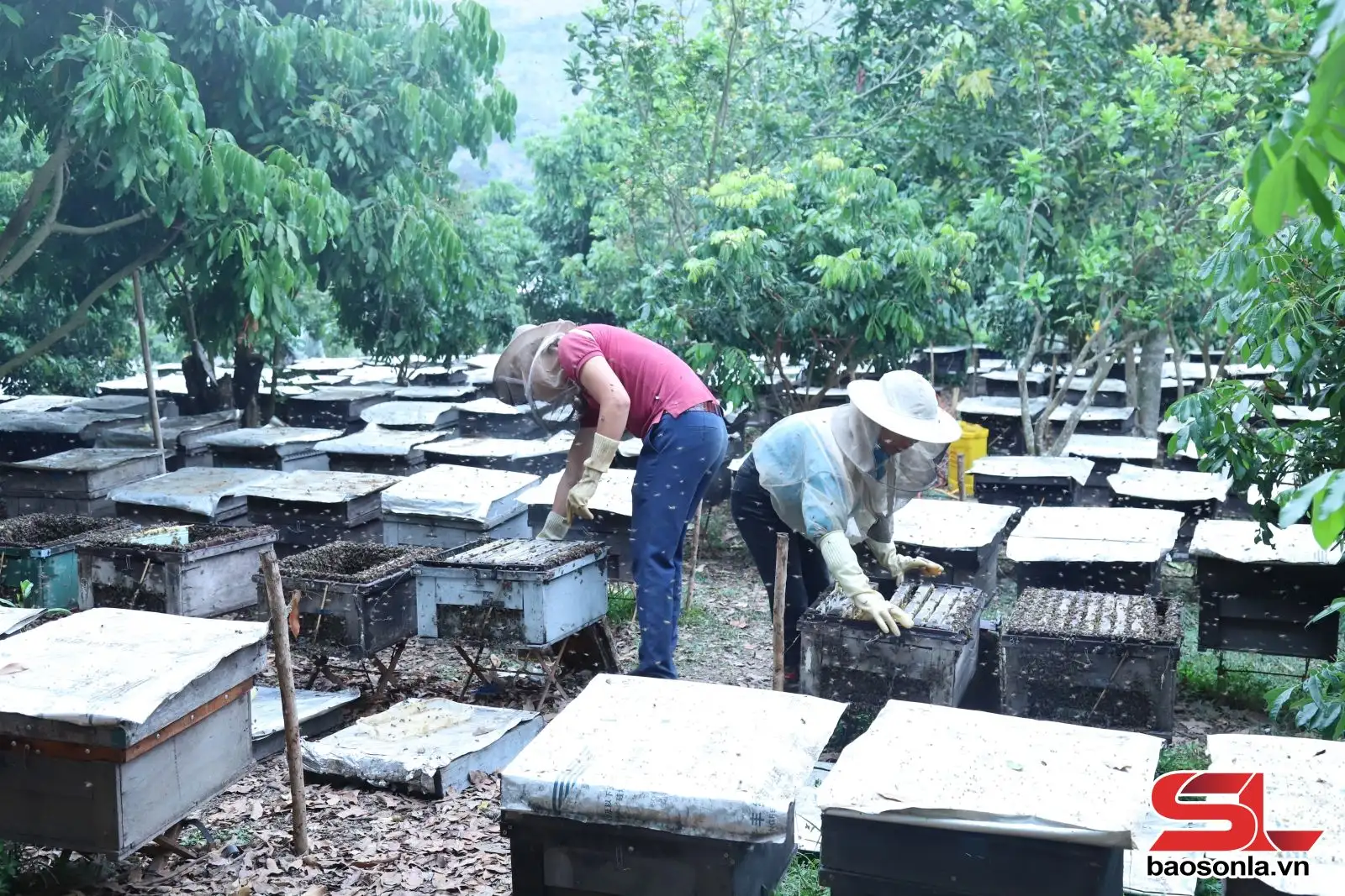 Sông Mã liên kết sản xuất theo chuỗi giá trị