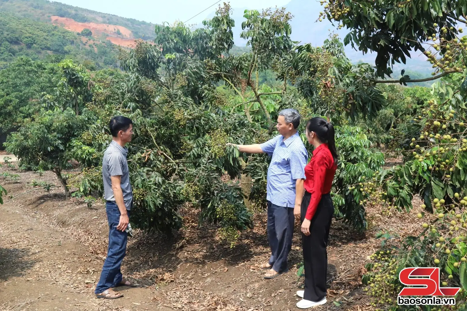 Sông Mã liên kết sản xuất theo chuỗi giá trị