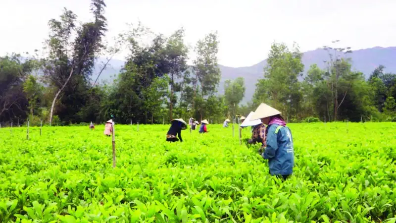 Sức bật ở Canh Vinh