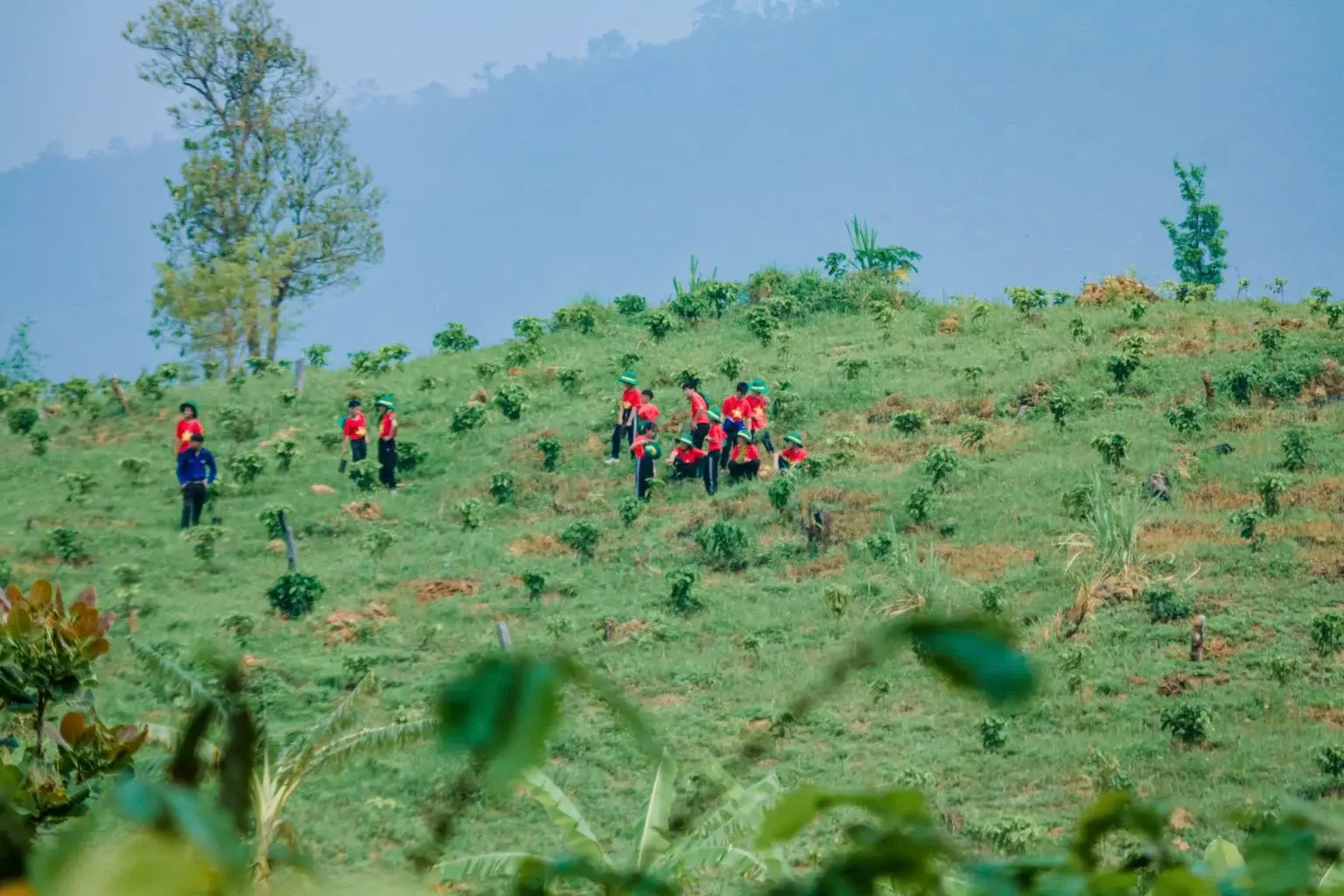 Sức mạnh cộng đồng trong việc phục hồi cảnh quan cà phê tại Đắk Lắk: Vì một tương lai bền vững