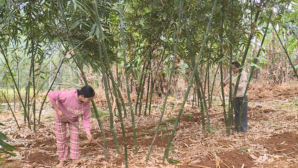 Tài nguyên bản địa – Động lực phát triển kinh tế HTX khu vực miền núi Thanh Hóa