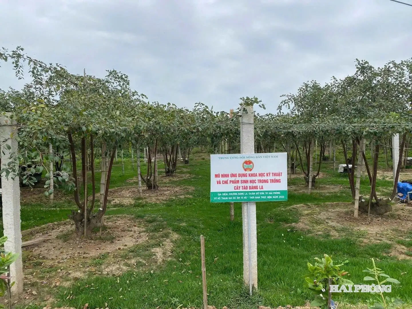 Táo Bàng La đạt chứng nhận OCOP 3 sao