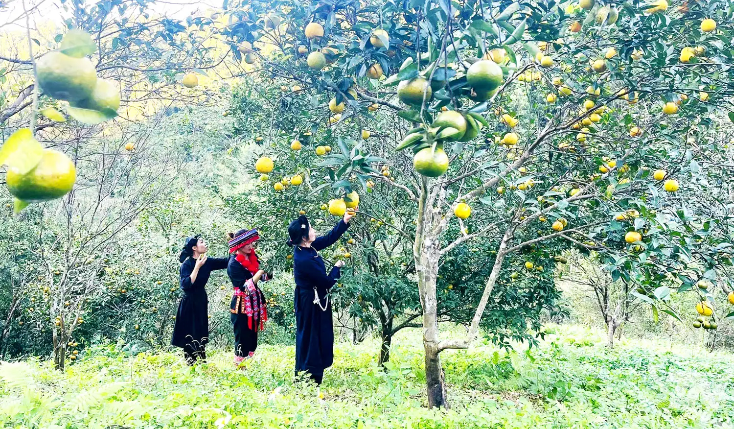 Tạo sinh kế bền vững ở vùng khó khăn