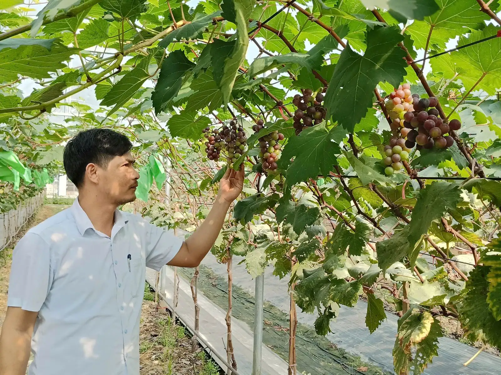 Thanh Hoá: Nông nghiệp khẳng định vai trò trụ đỡ, tạo nền tảng cho tăng trưởng bền vững