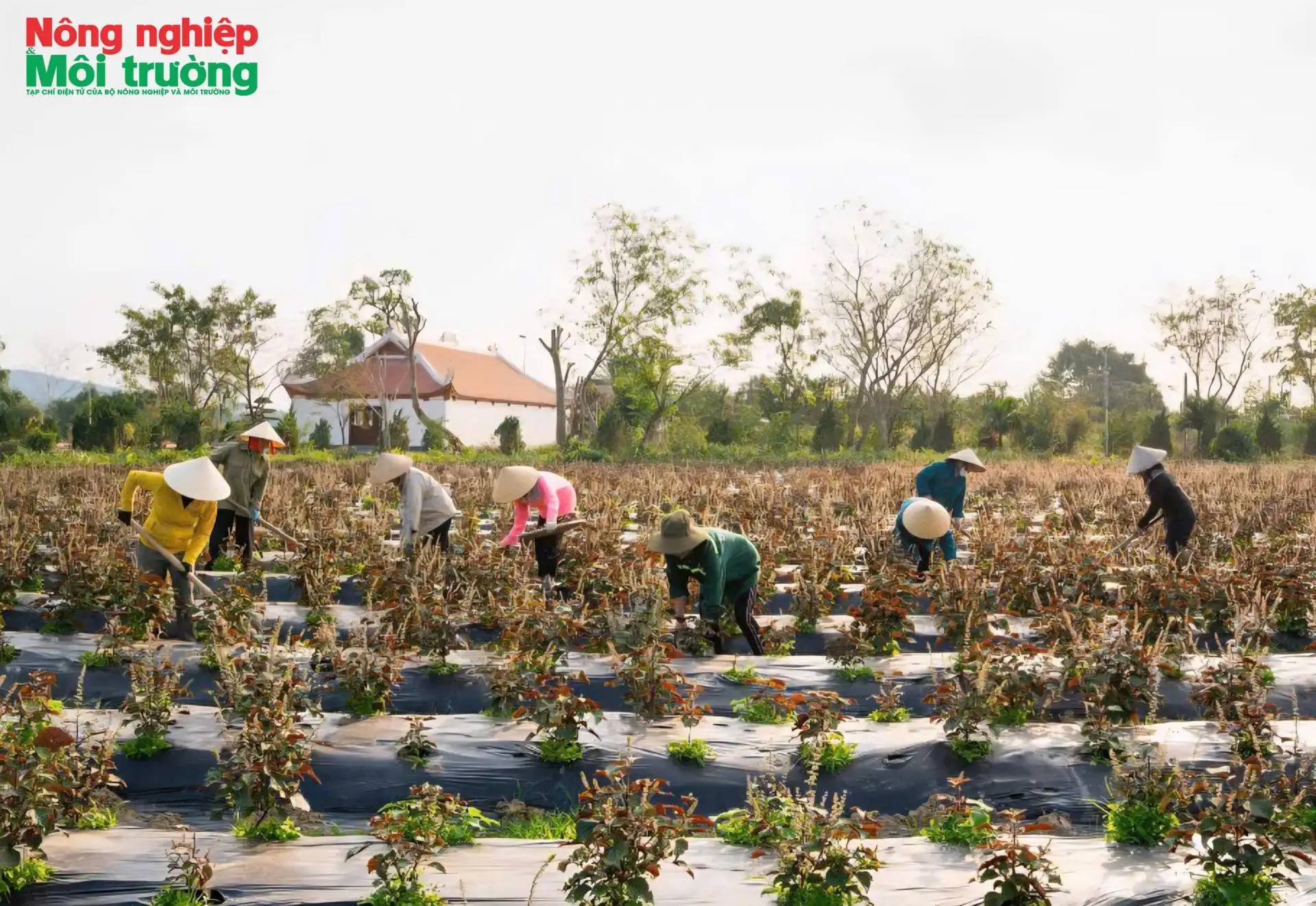 Thức giấc hương quê trong từng giọt thảo dược