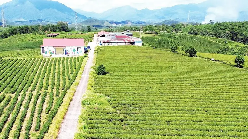 Thương hiệu OCOP ở vùng đồng bào dân tộc thiểu số