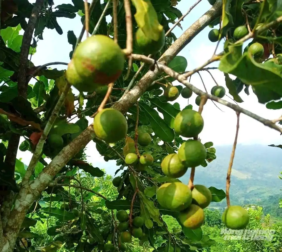 Tiềm năng nào cho cây mắc ca ở Tuyên Quang?