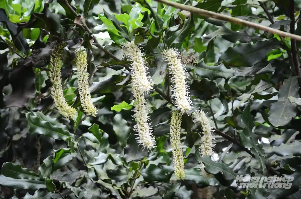 Tiềm năng nào cho cây mắc ca ở Tuyên Quang?