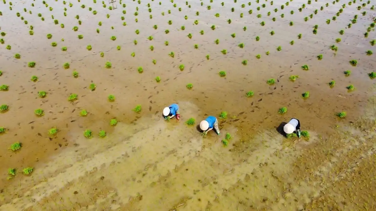 Tiếp tục triển khai nhiều chính sách hỗ trợ nông dân