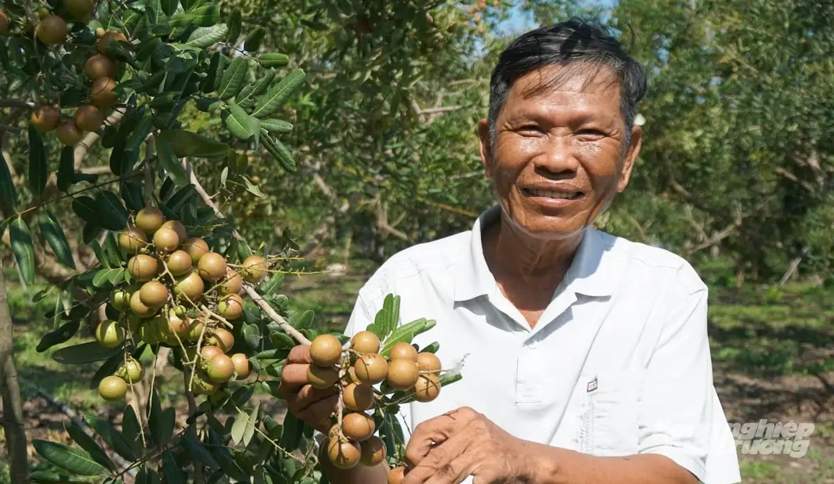 TP.HCM cho phép chuyển đổi đất trồng lúa sang nhiều loại cây trồng lâu năm