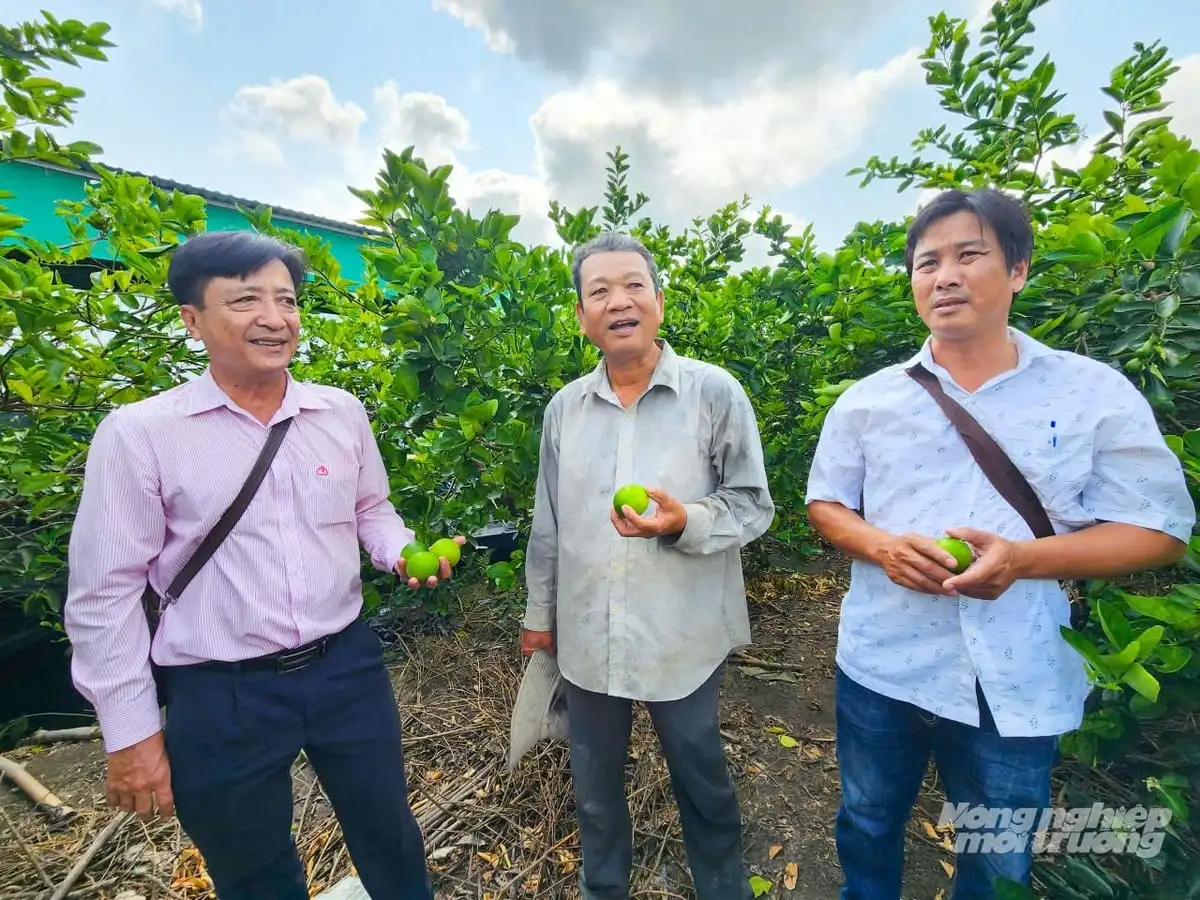 Trồng chanh theo hướng hữu cơ, cây khỏe, trái đẹp, chi phí giảm