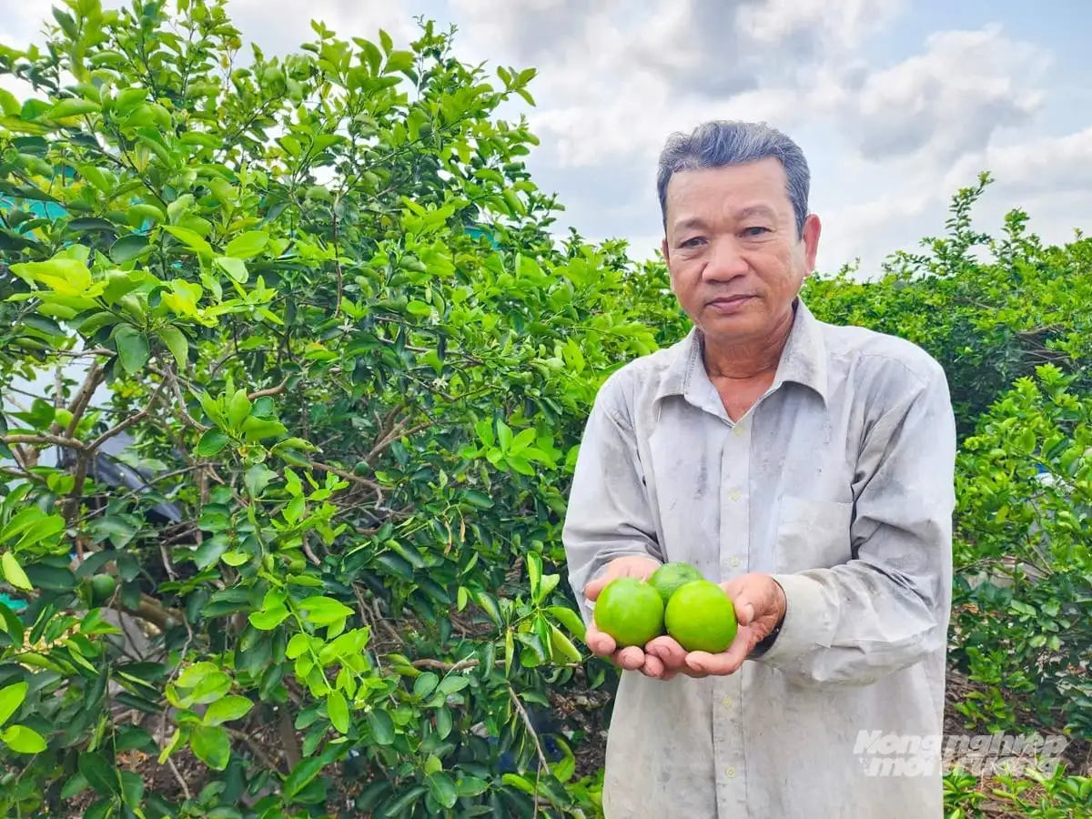 Trồng chanh theo hướng hữu cơ, cây khỏe, trái đẹp, chi phí giảm