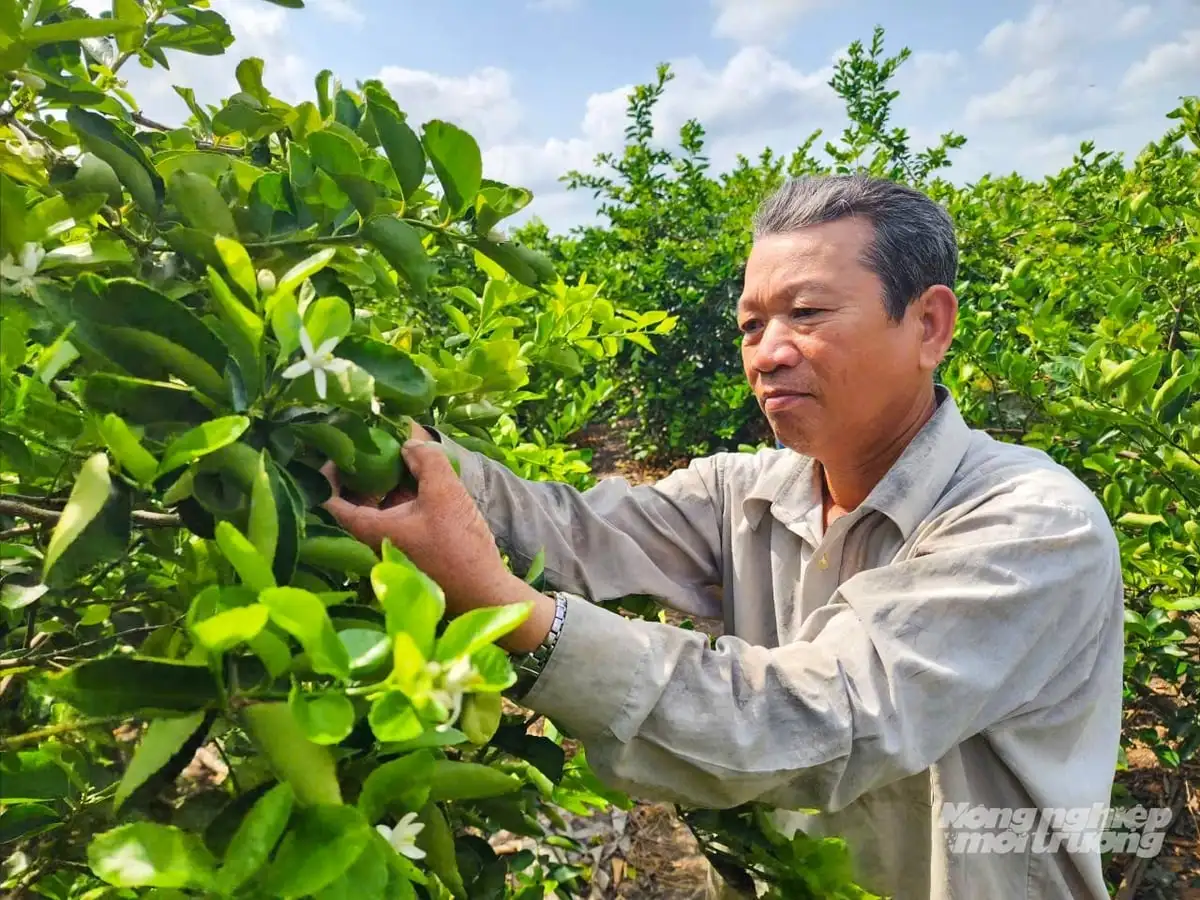 Trồng chanh theo hướng hữu cơ, cây khỏe, trái đẹp, chi phí giảm