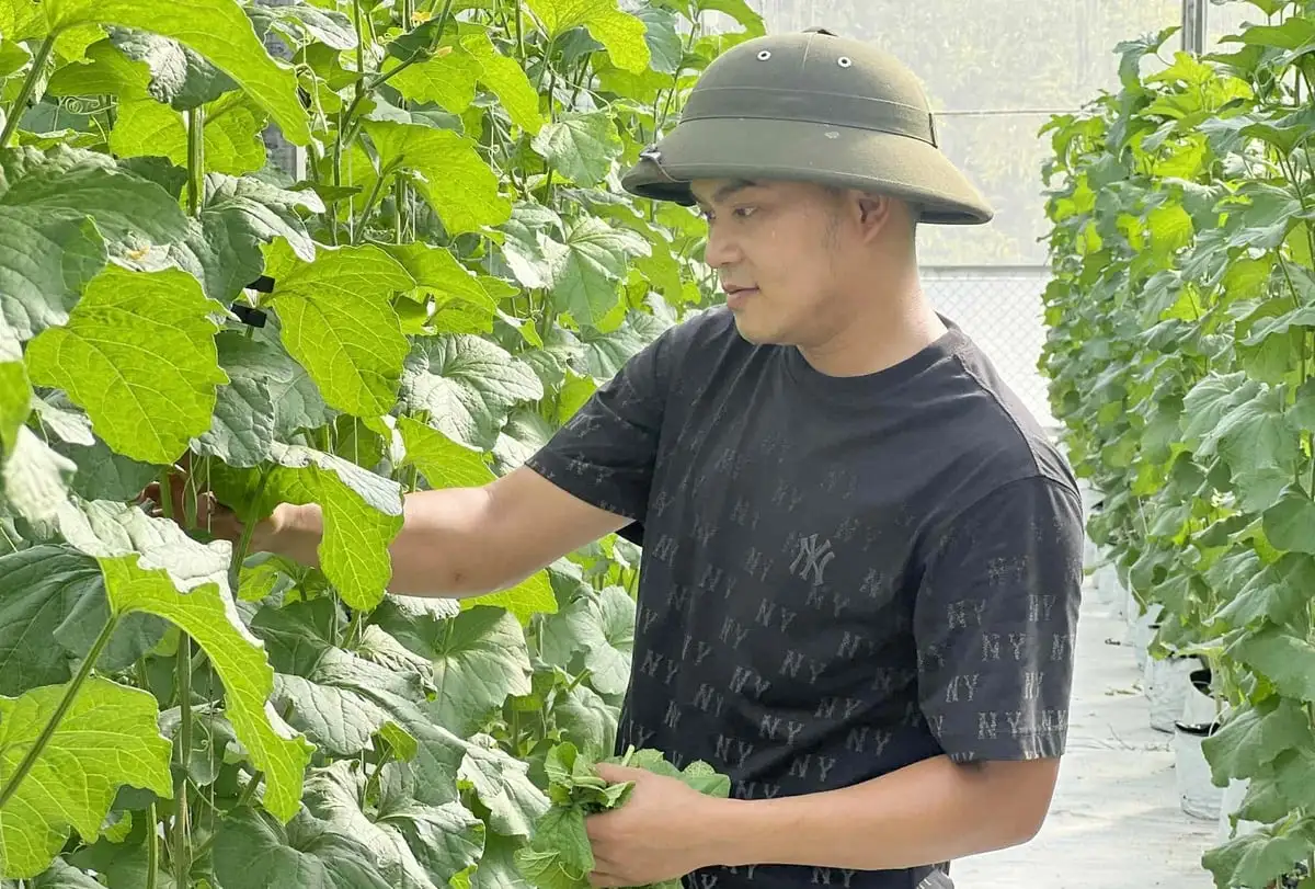 Trồng dưa lưới công nghệ cao trên vùng cát trắng