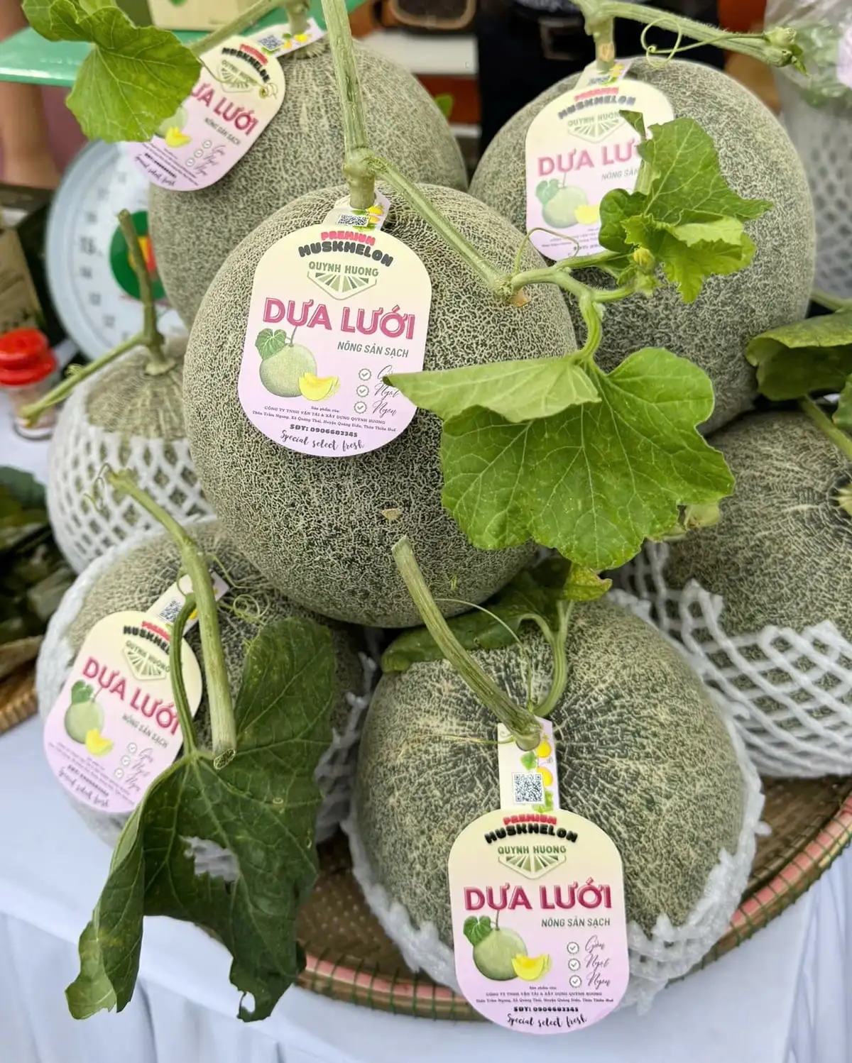 Trồng dưa lưới công nghệ cao trên vùng cát trắng