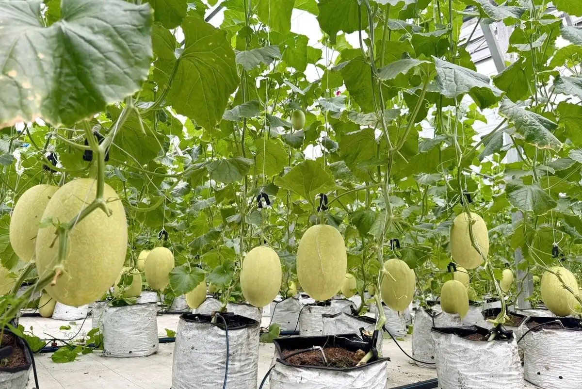 Trồng dưa lưới công nghệ cao trên vùng cát trắng