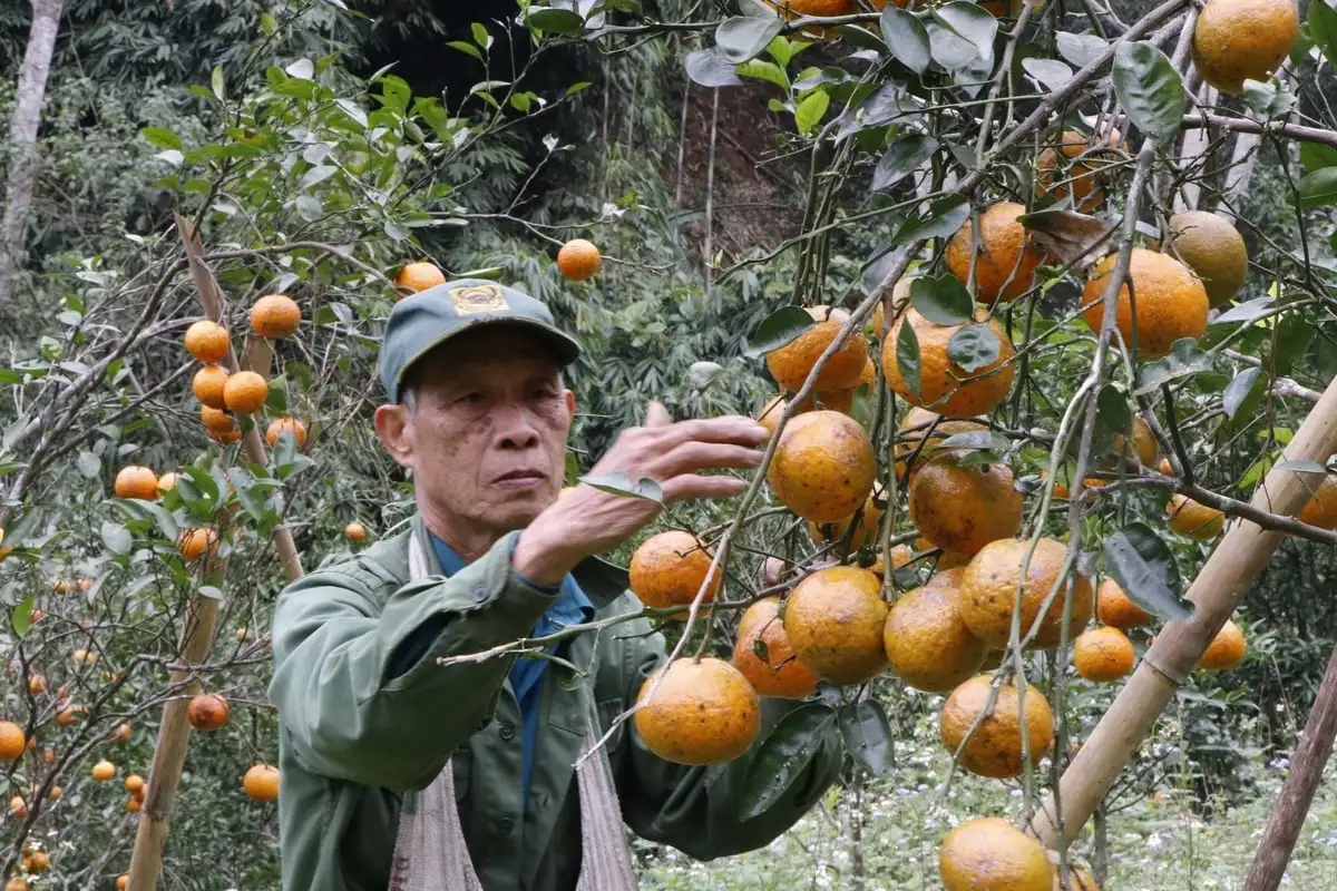 Trồng trọt Thái Nguyên chuyển từ lượng sang chất