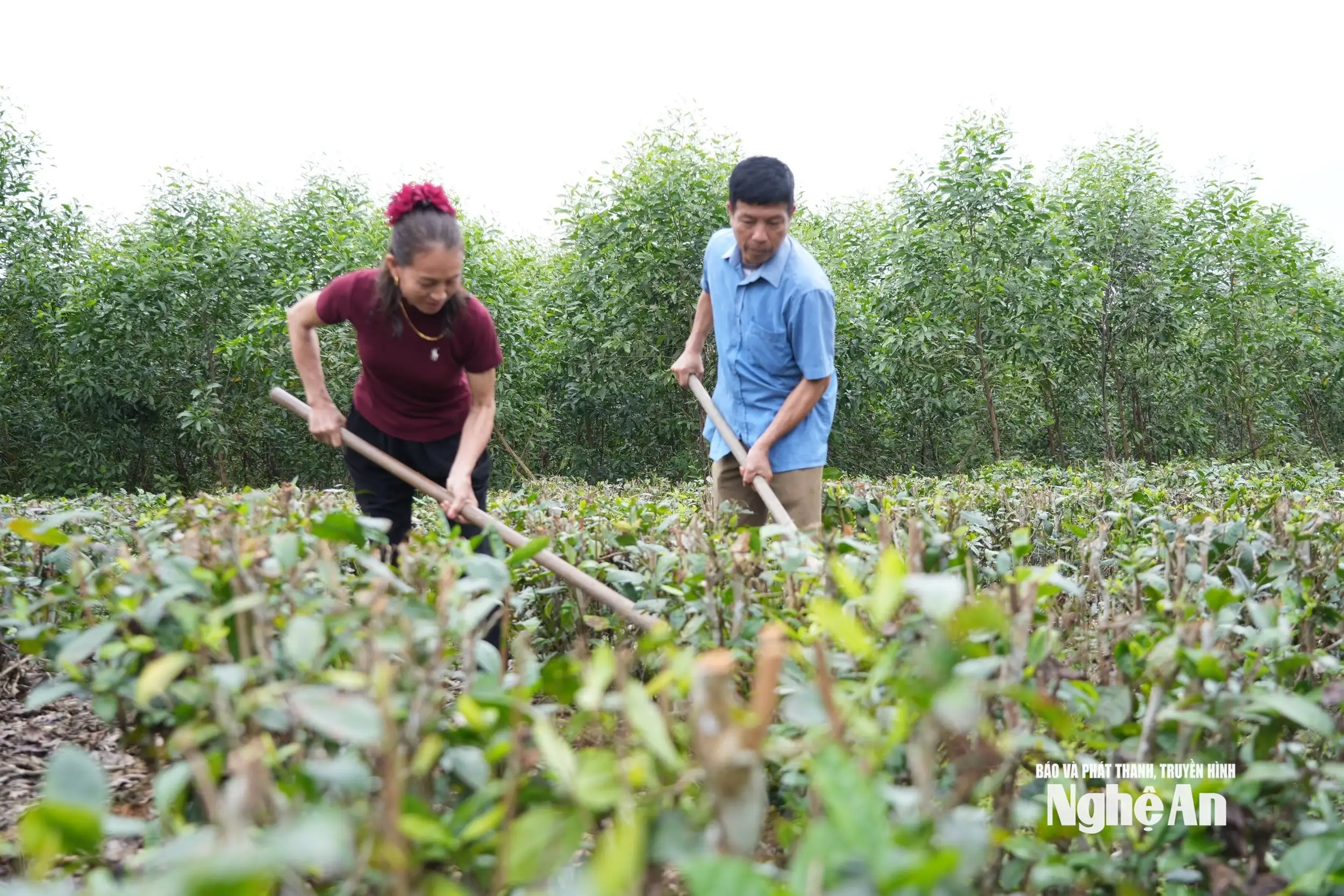 Trưởng thôn tiên phong đổi mới mở lối làm giàu