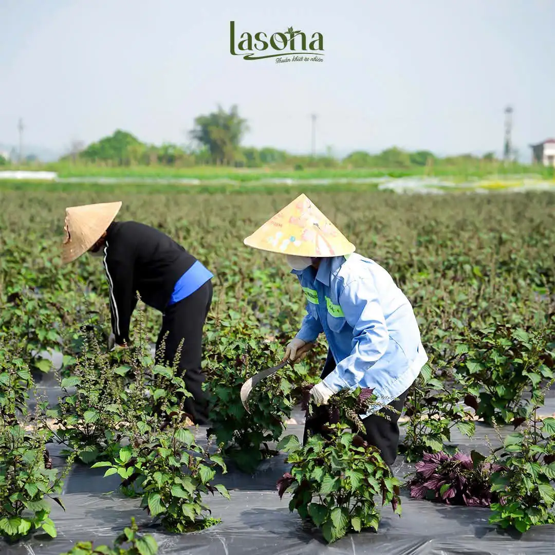 Từ cây dược liệu đến những sản phẩm OCOP