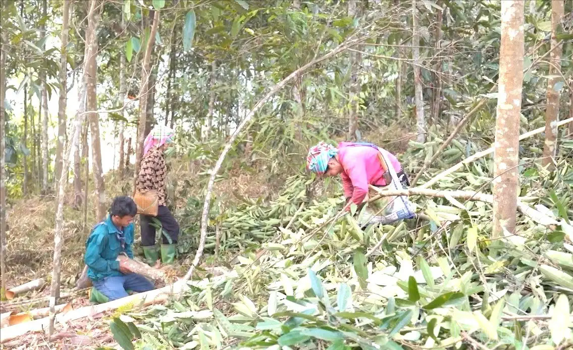 Từ xuất khẩu thô đến thương hiệu tinh dầu quốc tế