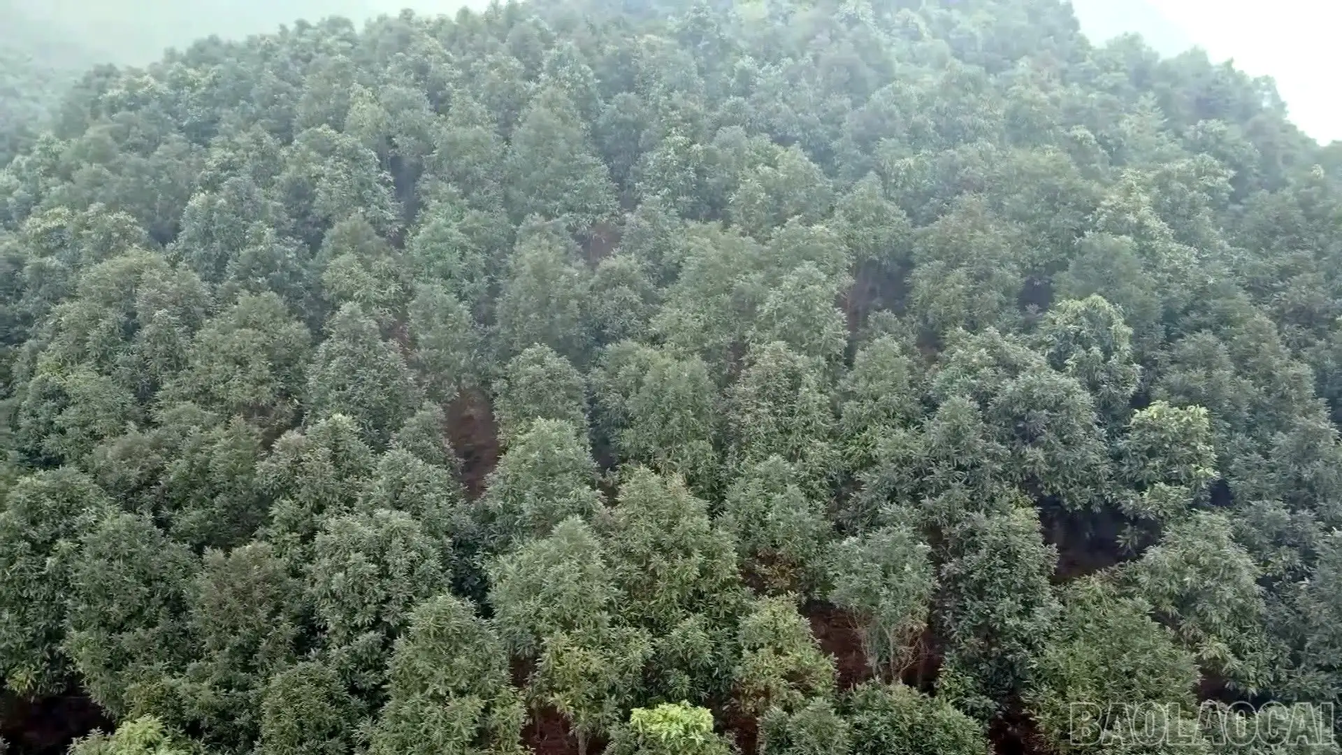 Từ xuất khẩu thô đến thương hiệu tinh dầu quốc tế