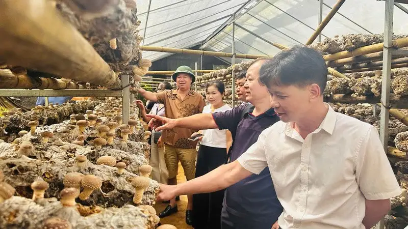 OCOP Cao Bằng nâng tầm nông sản địa phương trên thị trường