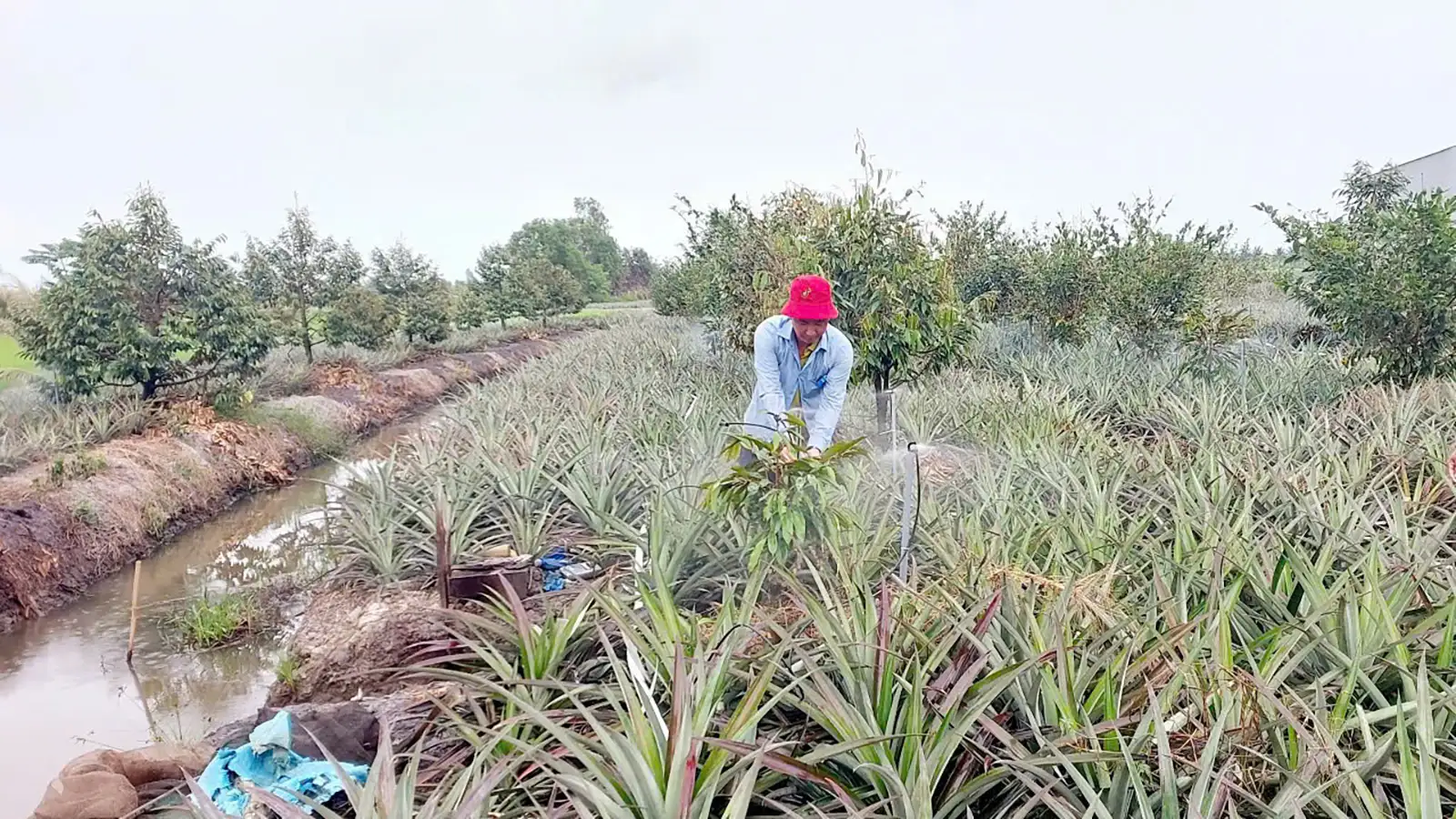 Vĩnh Hòa Hưng hướng đến nông thôn mới hiện đại