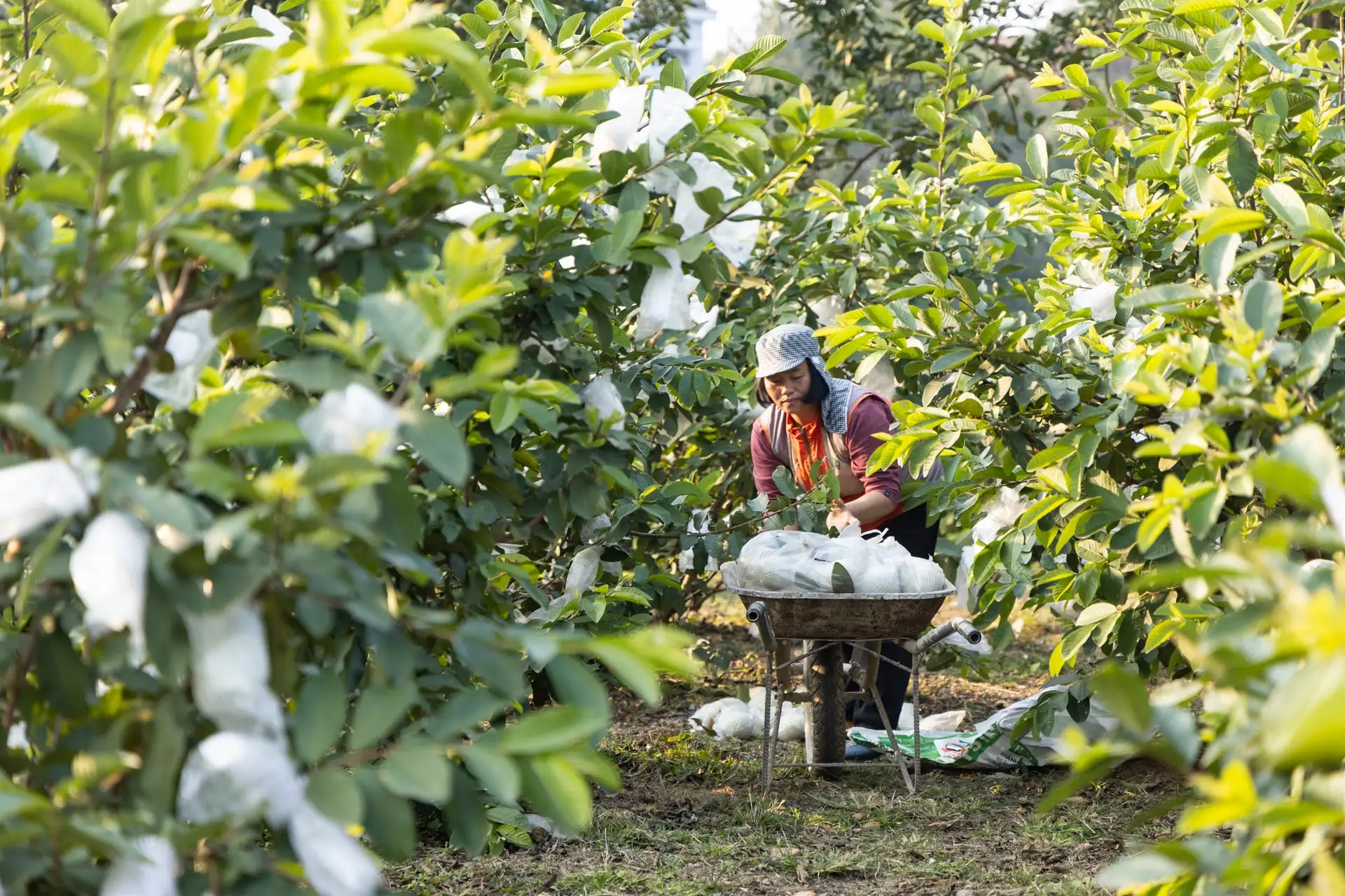 Xã Bất Bạt: Đánh thức hồn quê, viết tiếp khát vọng từ những sản phẩm OCOP