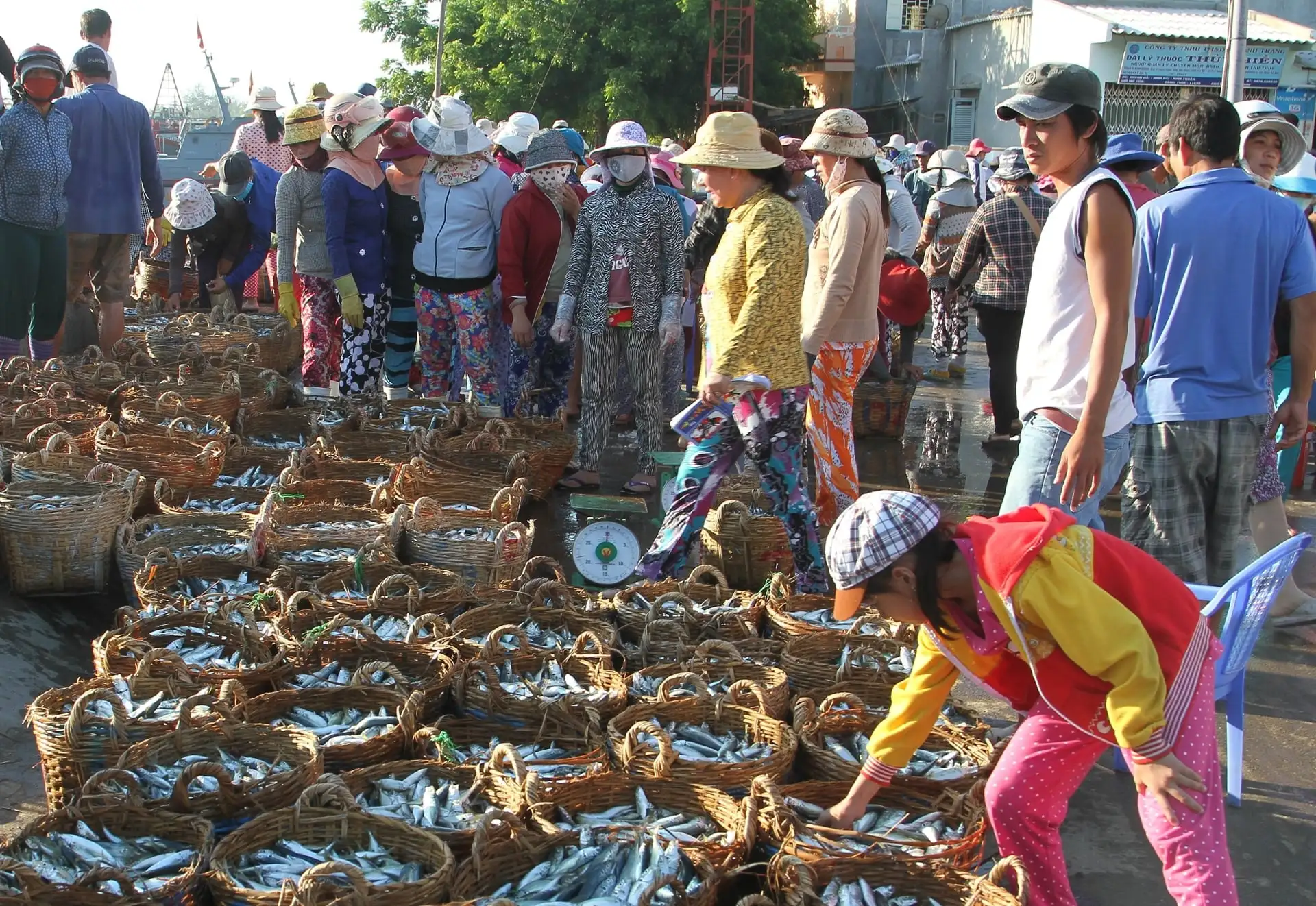 Xã mới này của tỉnh Khánh Hòa (địa phận Ninh Thuận trước đây), Hội cùng nông dân bán đặc sản sao OCOP