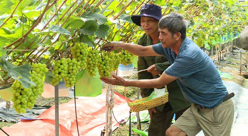 Xã Thiệu Hóa phát triển kinh tế đa ngành nghề, nâng cao thu nhập cho người dân