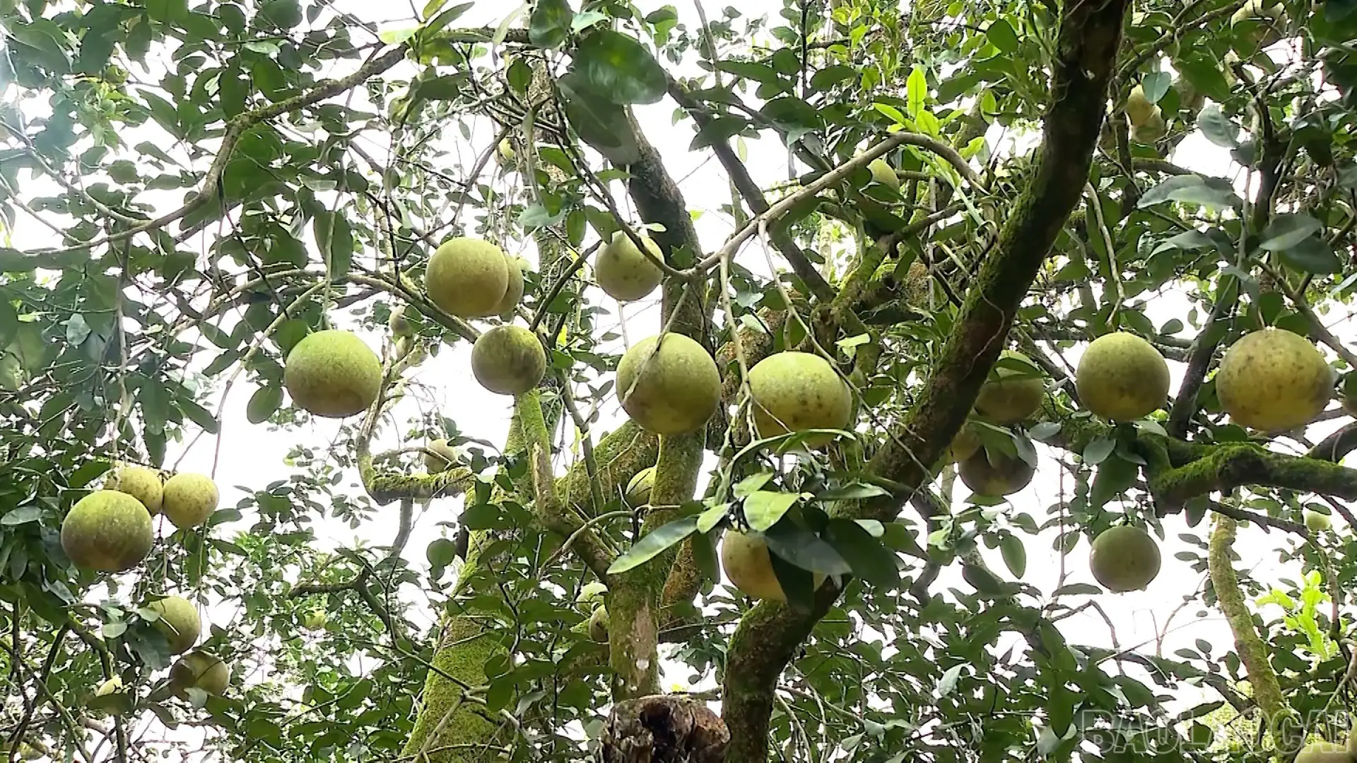 Xây dựng hệ sinh thái truy xuất nguồn gốc hiện đại, minh bạch