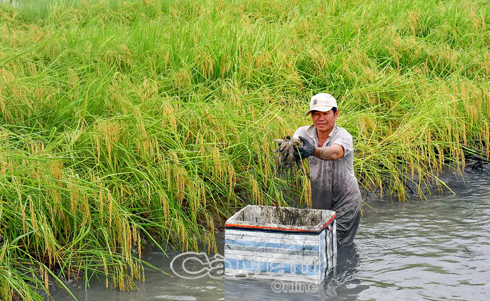 Xây dựng nông thôn Cà Mau “Xanh – Sạch – Hiệu quả – Bền vững”