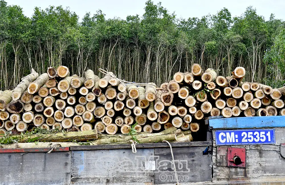 Xây dựng nông thôn Cà Mau “Xanh – Sạch – Hiệu quả – Bền vững”
