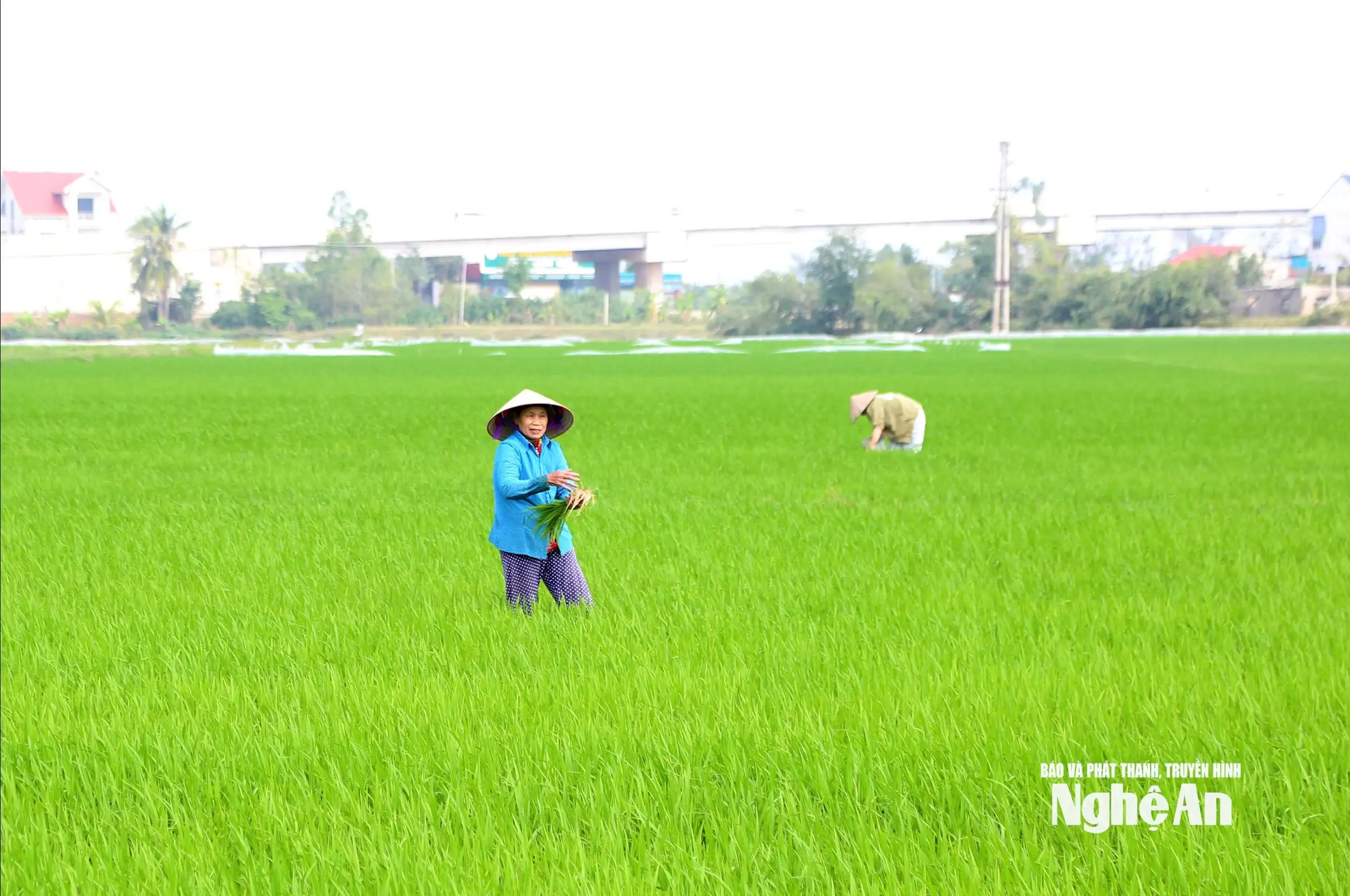 Xây dựng nông thôn mới: Áp lực tiến độ sau sáp nhập xã