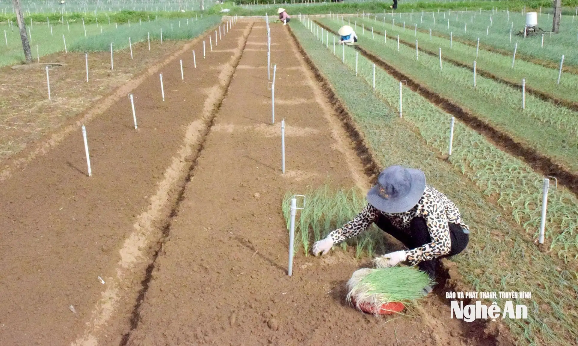 Xây dựng nông thôn mới: Áp lực tiến độ sau sáp nhập xã